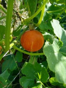 Eastern Rise winter squash by Anne Warner