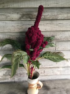 Elephants Head Amaranth- single stem by Rosey Guest