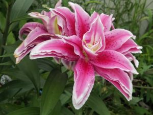 Double Stargazer Lily by Erica Hayward