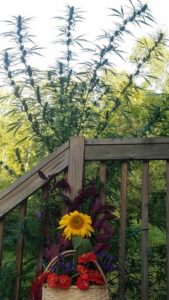 Sunflower Basket with Crown by Erica Hayward