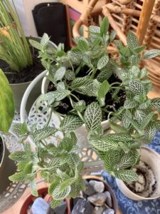 Fittonia houseplant by Melissa DeStefano