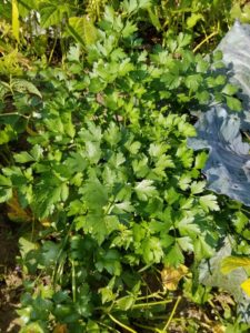 Flat leaf parsley by Valerie Jackson