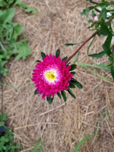 Flowers Pink Zinnia by Valerie Jackson