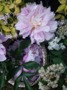 Fresh-picked Peony basket framed with viburnum and hydrangea by Erica Haywood