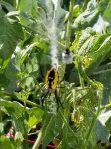 Garden spider pollinator and insect catcher by Valerie Jackson