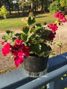 Geraniums by Ronie Strout