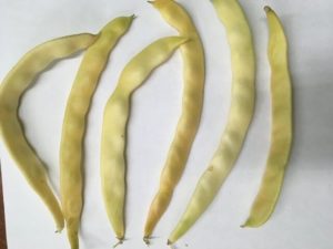 Gold of Bacau Pole bean by St. Mary's Nutrition Center Lots to Gardens