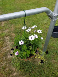 Hanging basket by Valerie Jackson