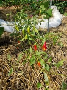 Heirloom Fish Hot Peppers by Valerie Jackson