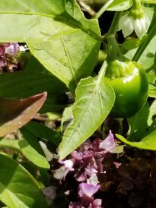 Heirloom Menonite Sweet pepper Valerie Jackson