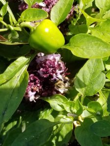 Heirloom Menonite Sweet pepper, Thia basil, Bumblebee pollinating by Valerie Jackson