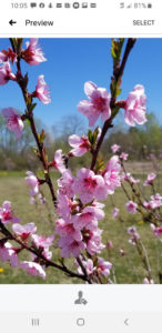 Heirloom Stone Free Peach tree blossoms at Medomak Valley High Schools Arboretum submitted by Valerie Jackson