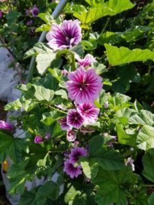 Heirloom Thomas Jefferson French Mallow by Valerie Jackson