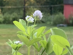 Herb plant. Blue Fenugreek by Martha Gottlieb