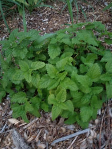 Herbs- Lemon Balm by Valerie Jackson