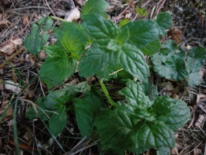 Herbs - Peppermint by Valerie Jackson