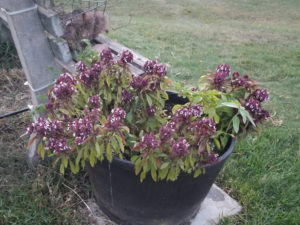 Herbs - Thai Basil Barrel by Valerie Jackson