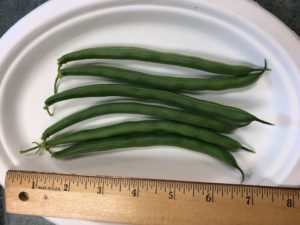 Hickok Snap Beans by Amy Frances LeBlanc