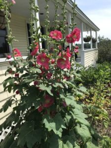 Hollyhock, Giant Red by Matthew Dubois