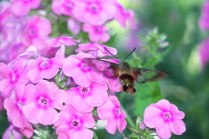 Hummingbird Moth on fall phlox by Amy Frances LeBlanc