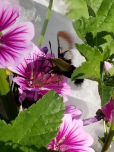 Hummingbird Moth pollinating Heirloom Thomas Jefferson French Mallow 2 by Valerie Jackson