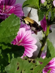 Hummingbird moth pollinating Heirloom Thomas Jefferson French Mallow by Valerie Jackson