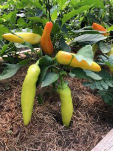 Hungarian Hot Was Pepper, on the plant by Amy Frances LeBlanc