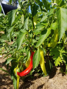 Hungarian Hot Wax peppers by Valerie Jackson