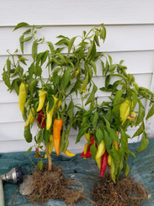 Hungarian Sweet Wax Peppers by Valerie Jackson