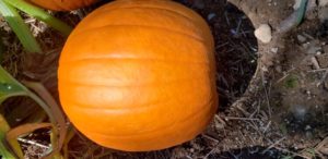 Hybrid Jack O'Lantern Pumpkins by Christian Robinson