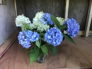 Hydrangea bouquet by Matthew Dubois