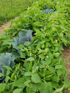 Improve Wax Yellow Beans in bloom by Valerie Jackson