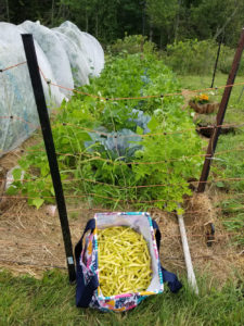 Improved yellow wax beans by Valerie Jackson