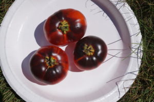 Indigo Apple Heirloom Tomato by Stephanie Oakes