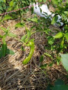 Italian Frying Peppers by Valerie Jackson