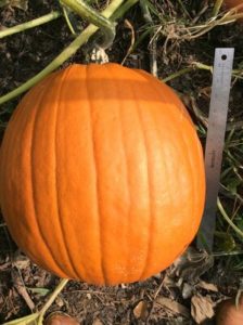 Jack O Lantern Pumpkin by Lindsey Schortz