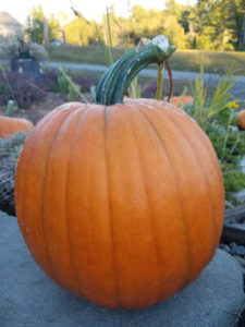 Jack o Lantern Pumpkin by Valerie Jackson