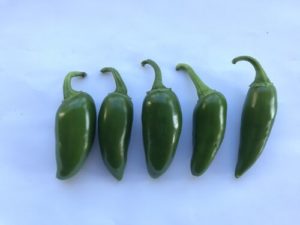 Jalapeno Peppers by Martin Woods Farm