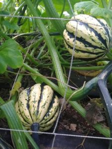 Jester acorn squash by Anne Warner