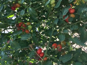 Juliet Tomato by St. Mary's Nutrition Center Lots to Gardens