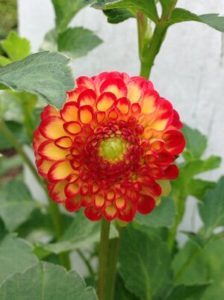 Kasasagi Dahlia by Martha Fenn King