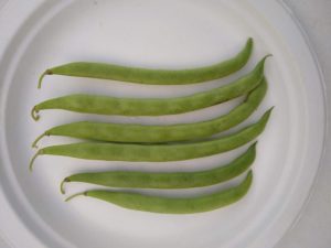 Kentucky Wonder Snap bean by Anne Warner