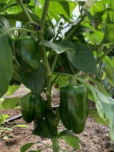 King of the North Sweet Peppers by Walker Elementary School