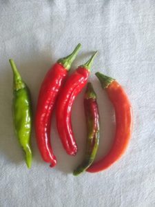 Korean hot pepper by Anne Warner