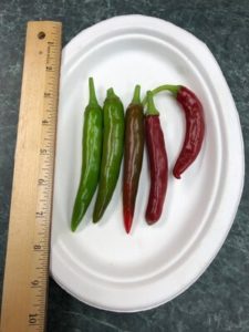 Lady Han Japanese Hot Pepper by Amy Frances LeBlanc