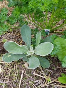 Lambs ear by Valerie Jackson