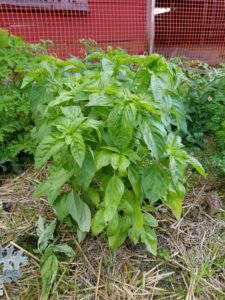 Large Leaf Italian Basil by Valerie Jackson