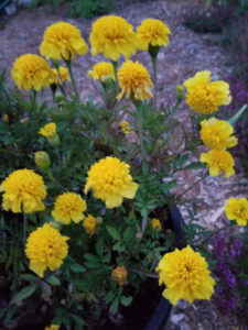 Lemon drop Marigolds by Valerie Jackson