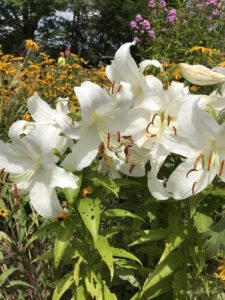 Lilly, White Gazer by Matthew Dubois