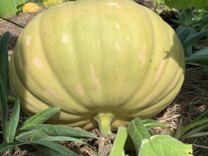 Long Island Cheese Squash by Monroe Elementary School